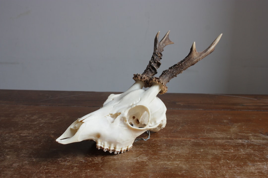 Photo Animal skull