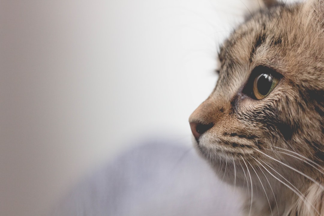 Photo Cat, ice cream